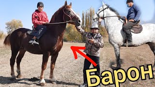 БАРОНДОЙ ЧОҢ БАРОН 😱 сындуу СЕГИЗ ат САЯПКЕР ЧЫГАРДЫ 👍БААЛАРЫ АЙТЫЛДЫ