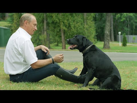 Лабрадор Конни - собака президента России Владимира Путина