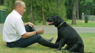 Лабрадор Конни - собака президента России Владимира Путина