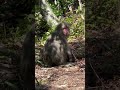 Japanese Siesta Monkey