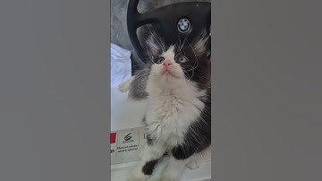 Cute Cats, Funny Cats, Cuteness #cuteness #cat #youtubeshorts #shots #funny