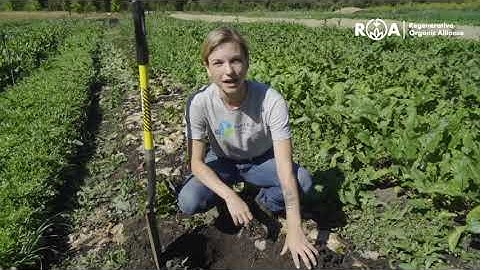 How to Measure the Diversity of Macro Life in Your Soil