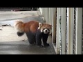 羽村市動物公園　国際レッサーパンダの日　2018 International Red Panda Day