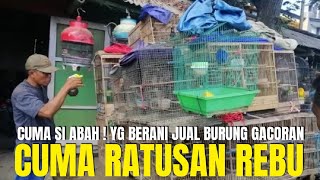 CUMA PAK WALUYO YANG BERANI JUAL BURUNG GACORAN CUMA RATUSAN RIBU RUPIAH