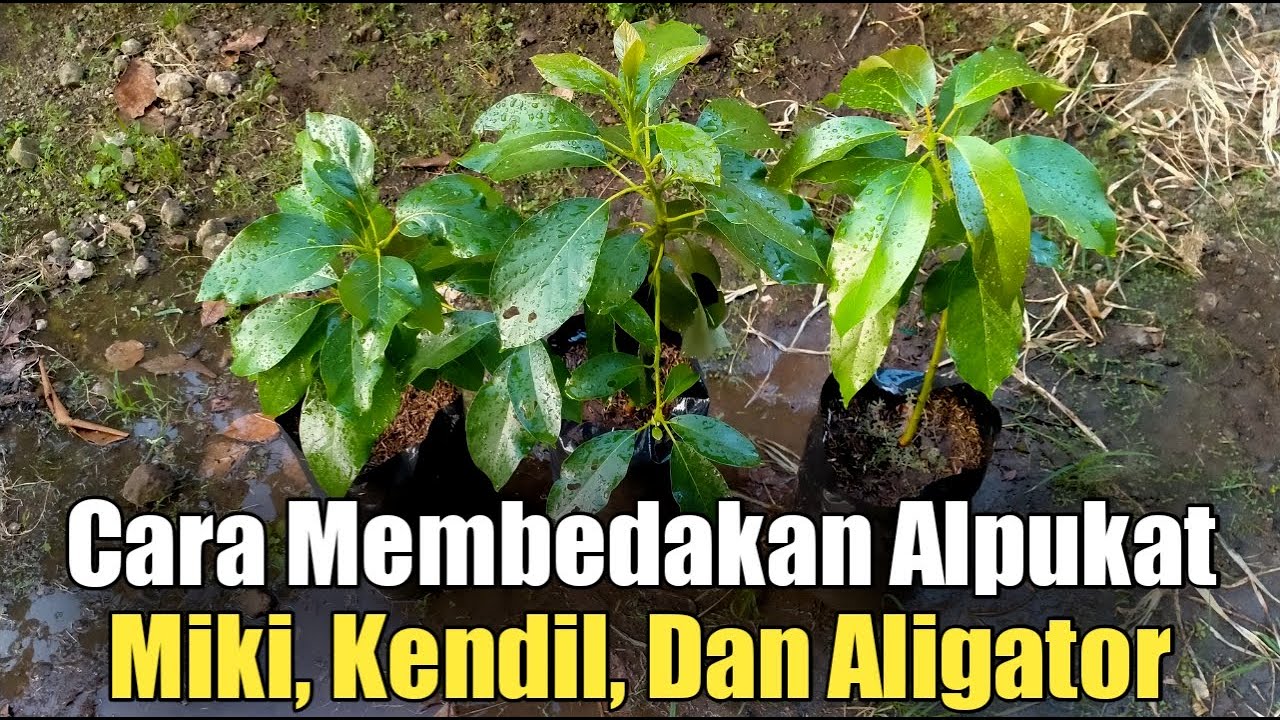 CARA MEMBEDAKAN ALPUKAT MIKI, KENDIL, DAN ALIGATOR AGAR TIDAK TERTIPU OLEH PENJUAL ONLINE !