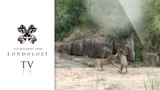 Male Lion Attacked by Lioness with Cubs  Londolozi