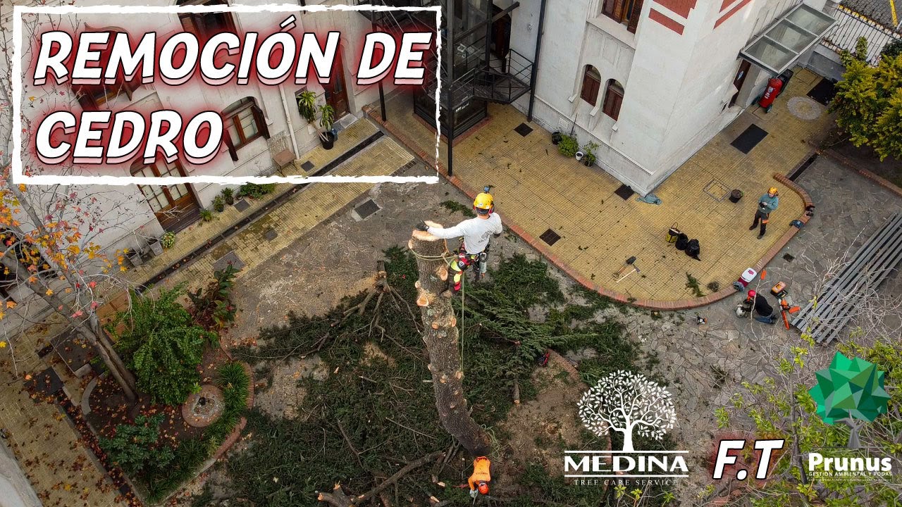 Poda de altura / Remoción total de cedro
