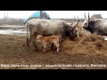 Стадо серых венгерских коров в селе Ботар на Закарпатье