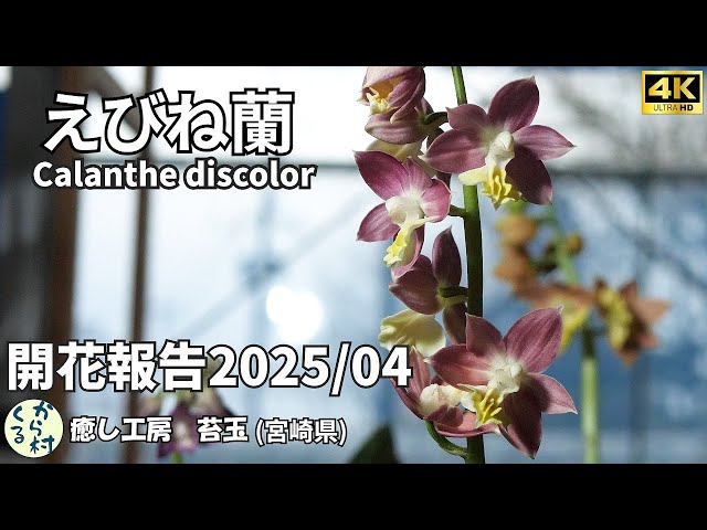 April 2025 Flowering Report - YouTube