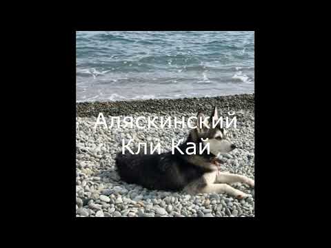 Мини хаски