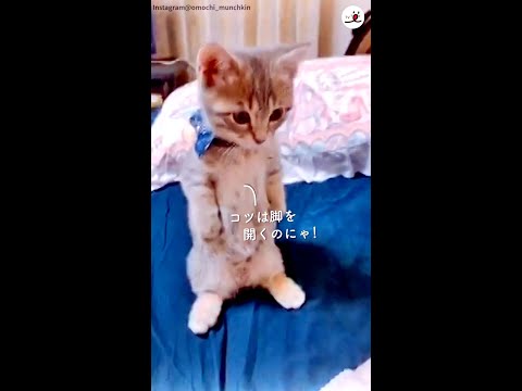 2本足でバランスをとる方法をニャンコ先生がレクチャーしてくれます♪