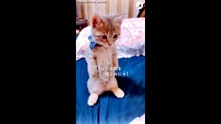2本足でバランスをとる方法をニャンコ先生がレクチャーしてくれます♪