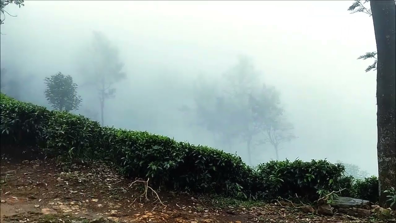 Mist Over Sri Lanka's Tea Estate 🌿🍃SriLanka ...