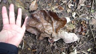 巨大キクラゲを発見