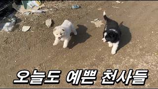 따뜻한 주말, 건강하게 뛰어 노는 보더콜리 새끼들 #강아지일상