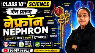 Class 10th science नेफ्रॉन Nephron. Full explanation in hindi. Human excretory system.. #jaivprakram