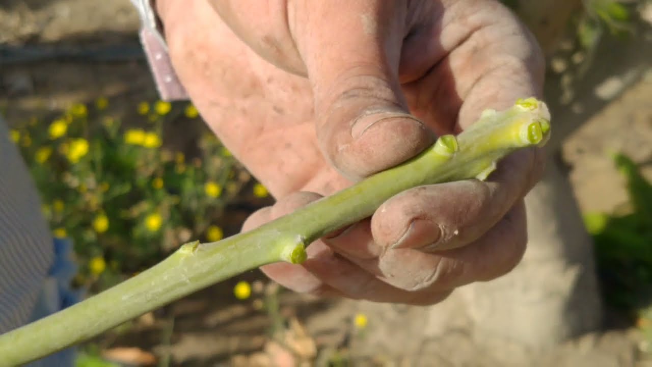 شاهد ازاي #تختار قلم مناسب لتطعيم# المانجو وكيفيه توريقه هام #mongo🥭🥭