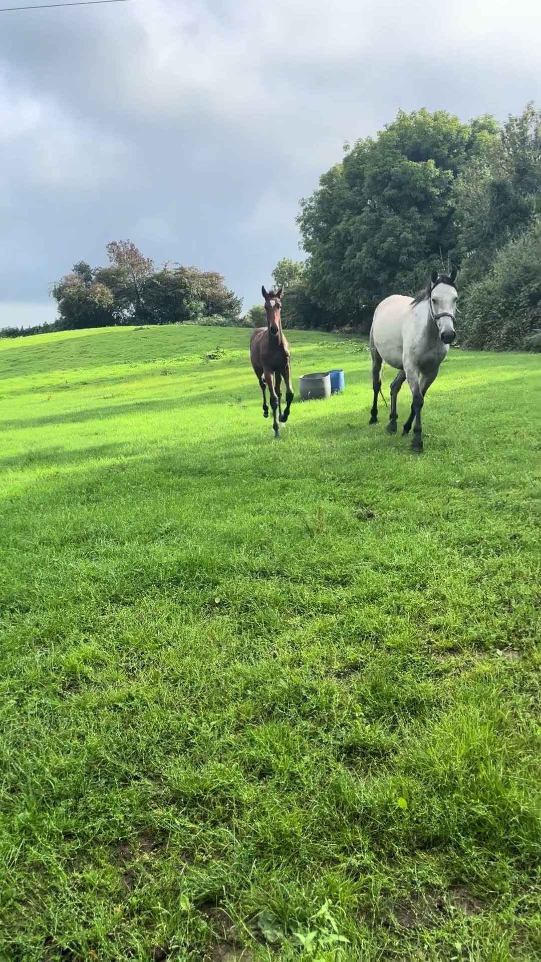 Colt foal - Image 2