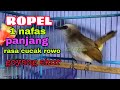 burung Trucukan gacor Ropel 1 nafas panjang volume cucak rowo