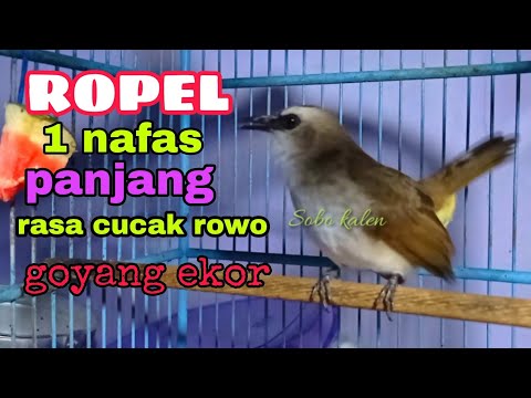 TRUCUKAN ROPEL GACOR ISIAN CUCAK ROWO NGELAGU SANTAI