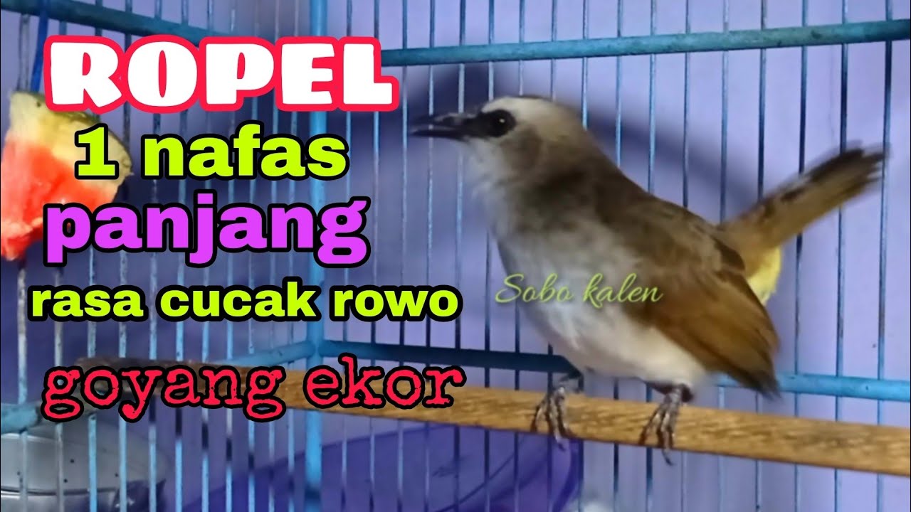 burung Trucukan gacor Ropel 1 nafas panjang volume cucak rowo