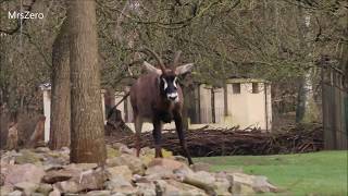 Roan Antelope Sharpening His Horns