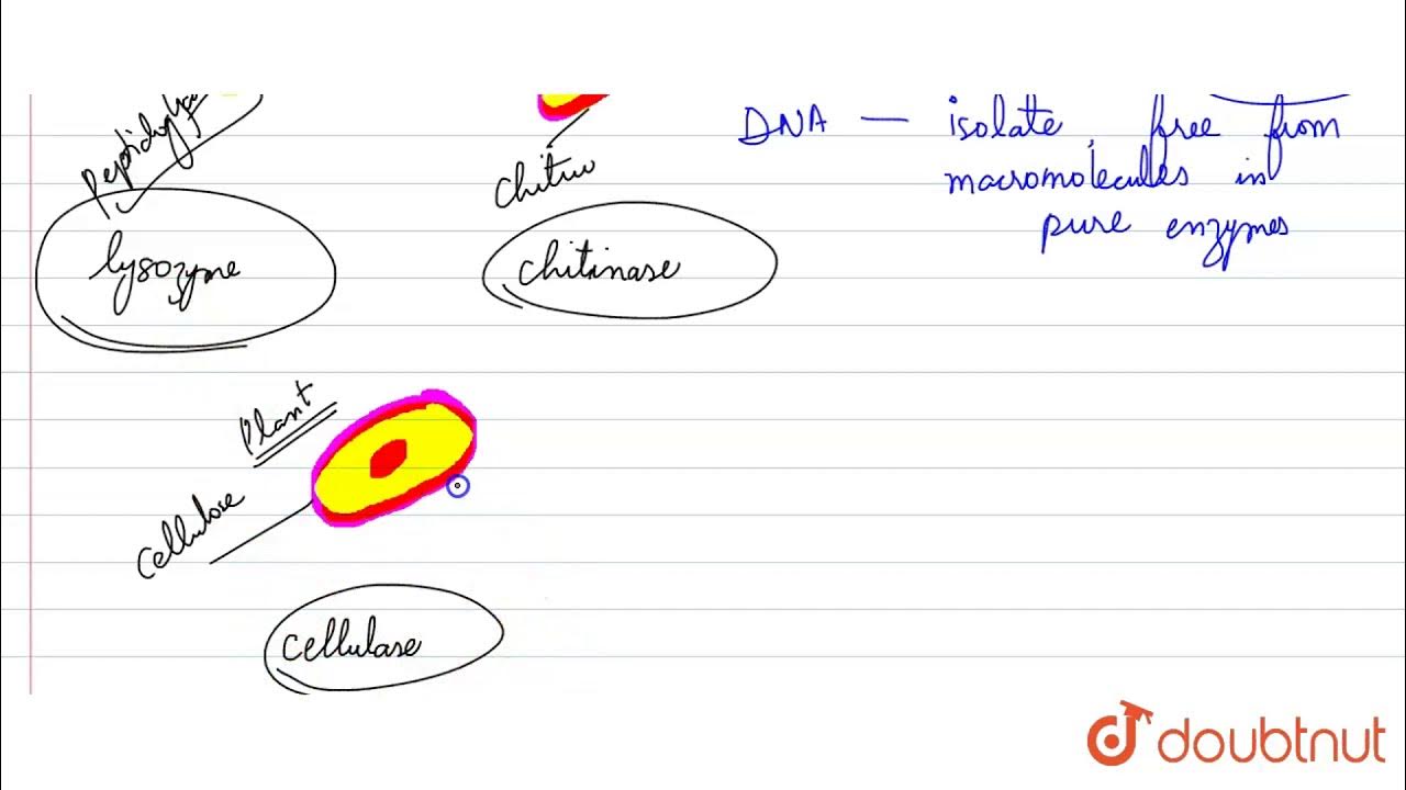 What is the significance of adding proteases at the time of isolation