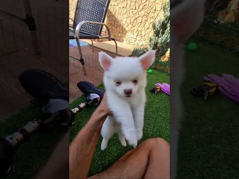 Capa do vídeo Convivência entre Chihuahuas: personalidade e interação