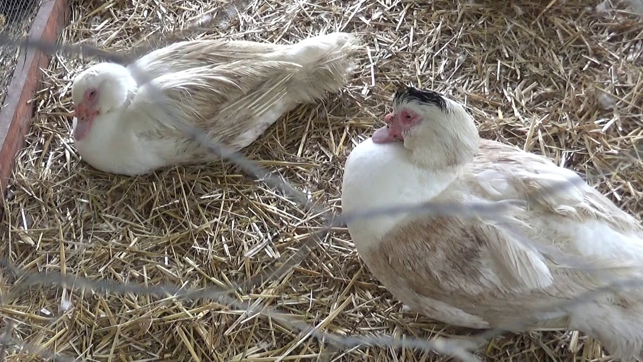 Mulard szülőpár, barbari gácsér, kacsa, Szentlőrinci Gazdanapok, 2017., v170812-7-132