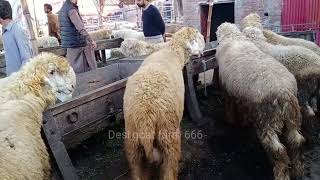 Pakistan biggest and Mundra chatra goat farming Gujranwala Bakra mandianimals goat sheep camel