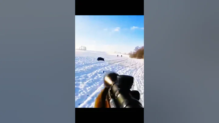 великолепный снимок дикого кабана#chasse#hunting #cinghiale  #wildboar