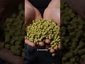 C Est Quoi Une Bière Hazy Craftbeer Beer Biere Bier Craftbrew Craftbeerlife Shorts C Est Quoi Une Bière Hazy Craftbeer Beer Biere Bier Craftbrew Craftbeerlife Shorts