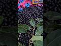 $1.60 Per Kg for Java Plums? Bangladesh’s Premium Fruit!
