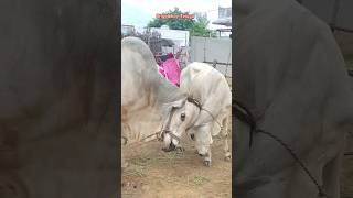 Ongole small calf playing with big size bull  #dnrbulls #cow #ongolebulls #bull #calf #india #brazil