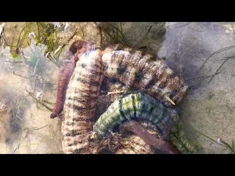 Tide pool creatures