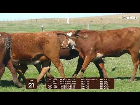 LOTE 21 FÊMEA