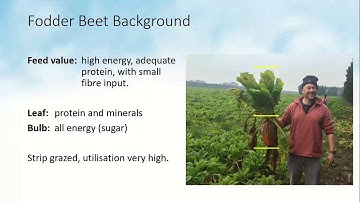 AHDB Beef and Lamb & Dairy: Fodder Beet for Beef Cattle