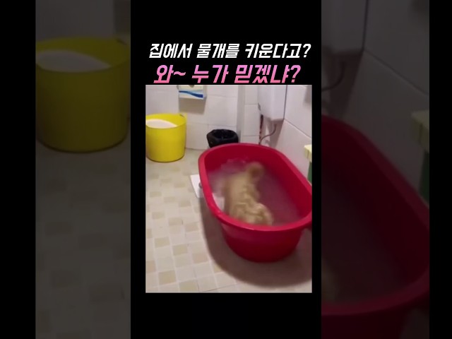 집에서 물개를 키운다고?누가 믿겠어? #funny #funnyanimals #animals #funnyshorts #cute #bathtime #dogs  #웃긴영상 #웃긴쇼츠