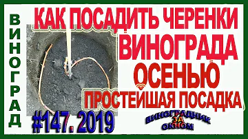 🍇 ПРОСТЕЙШАЯ ПОСАДКА ВИНОГРАДА ДЛИННЫМ ЧЕРЕНКОМ. Как посадить черенки или чубуки винограда осенью.