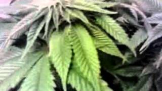 Freakshow Day 23 flowering