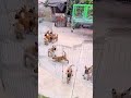 Main force#dog#Horse dog#Working dog#The dog has become a spirit#Cute Pet Debut Plan