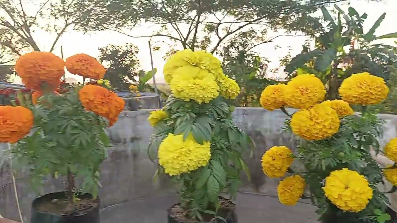 କେମିତି ଲାଗୁଛି ଫୁଲ ଗଛ💐🌹🌼🍁🥀🌹