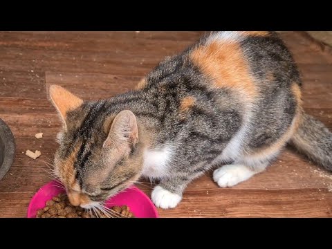 Сбежавшая кошка нашлась/Старенький