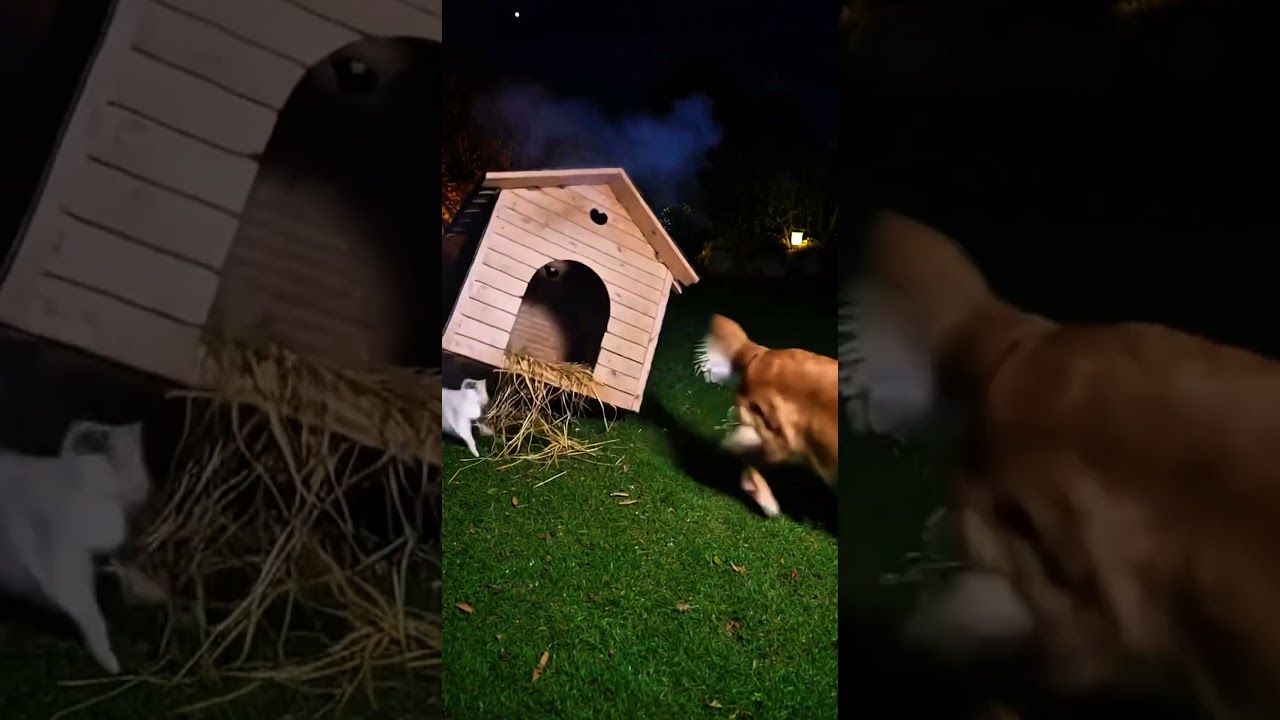 Husky Yelps, Cat Jumps, Goose Laughs 