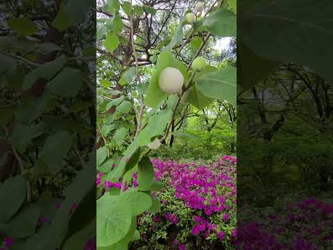 Video: Oyama magnoliya daraxti: Koreya magnoliyalariga qanday g'amxo'rlik qilish kerak