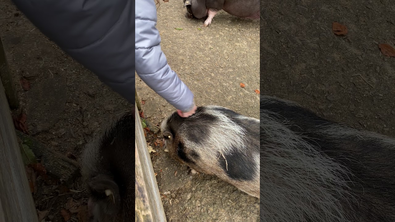 WildsauSEO Streicheleinheiten zum SEO Contest 2019