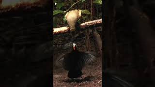 Burung Surga Ini Menari Saat Mau Kawin _ Burung Cendrawasih #burung #burunglangka #burungsurga