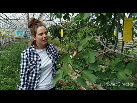 OGRODNIK - wypowiedź