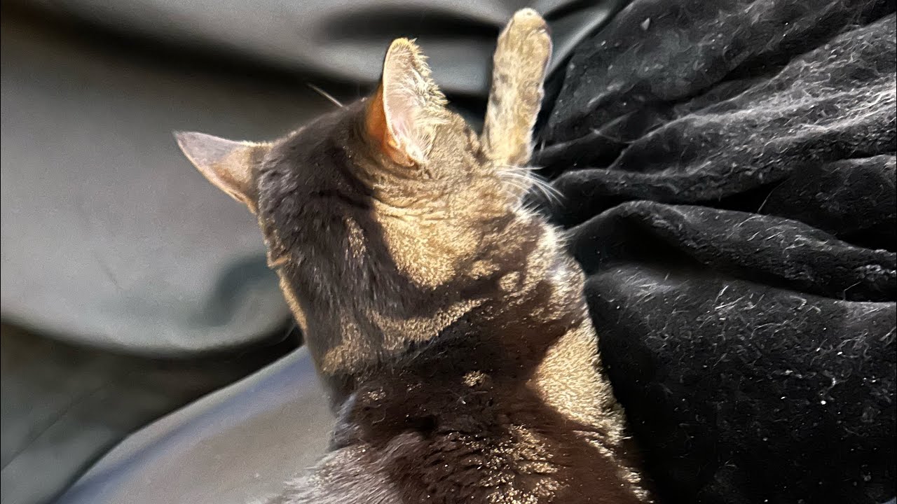 Killer’s Kiss review.