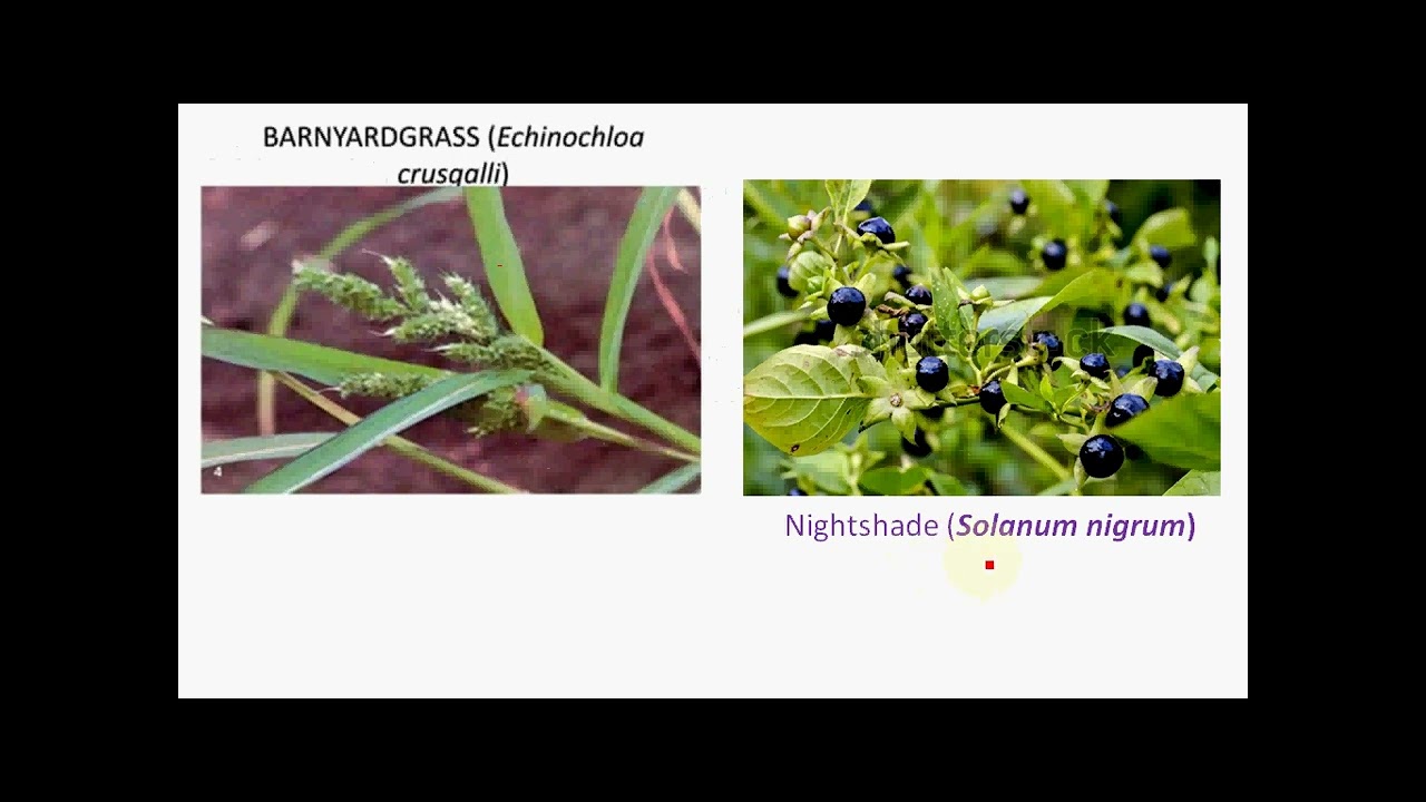 WEED CHARACTER 2 II #upsc   #mains #agriculture #optional #paper1#by  #agri  #silvi